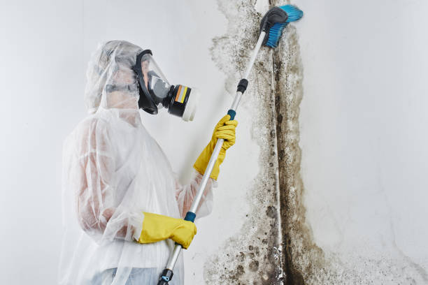 Best Post-Remediation Services in Dryden, MI