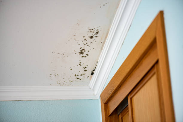 Best White Mold Remediation in Dryden, MI