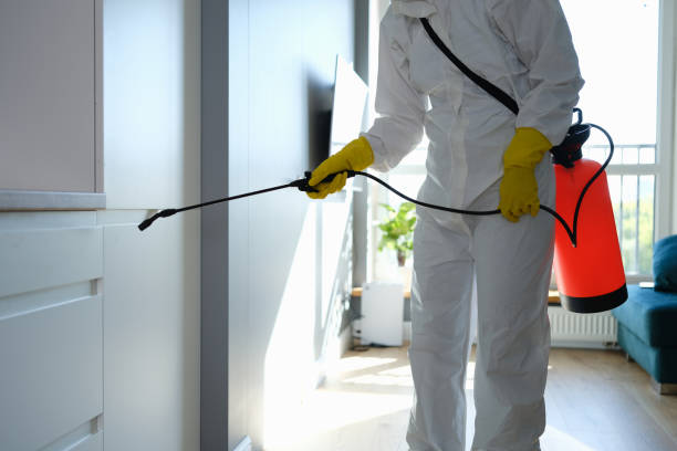 Best Black Mold Remediation in Dryden, MI
