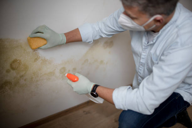 Best DIY Mold Remediation Support Services in Dryden, MI