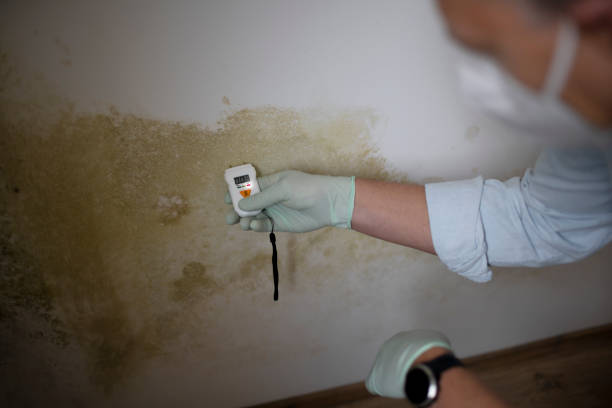 Best Preventive Mold Services in Dryden, MI