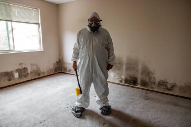 Best Emergency Mold Remediation in Dryden, MI