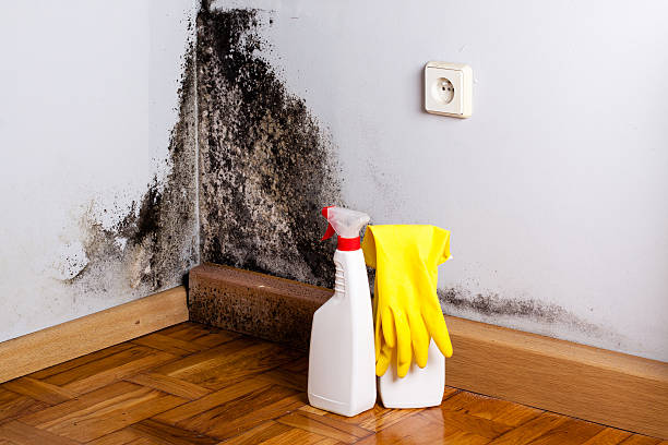 Best Commercial Mold Remediation in Dryden, MI