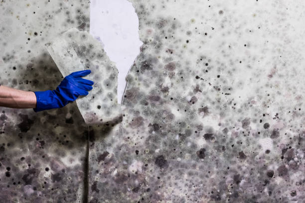 Best Bathroom Mold Remediation in Dryden, MI